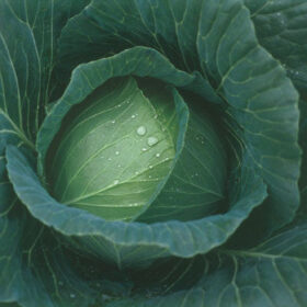 Cabbage Thunderhead F1 Seed A20221089