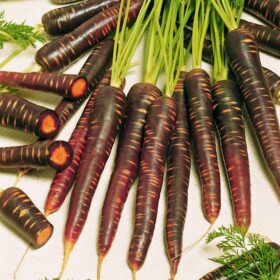 Carrot Purple Haze F1 Seed A20221098