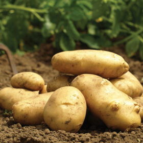 Potato Yukon Gold (50 lb bag) A20221634