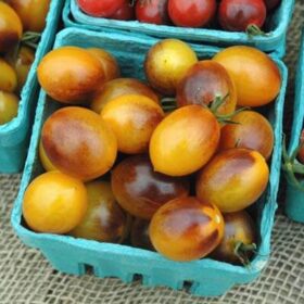 Tomato Indigo Kumquat F1 Seed A20221797