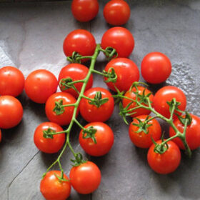 Tomato Mountain Magic F1 Seed A20222073