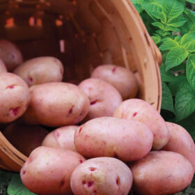 Potato Red Norland A20221630