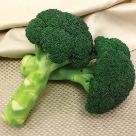 Broccoli Green Magic F1 Seed A20221059