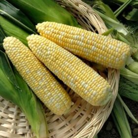 Sweet Corn Anthem XR F1 Seed A20221128