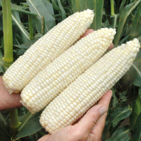 Sweet Corn 7401 IMP F1 Seed A20221124