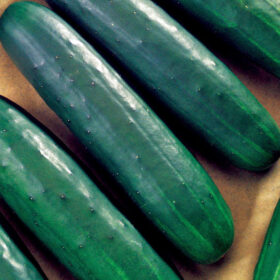 Cucumber Intimidator F1 Seed A20221228