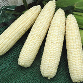 Sweet Corn Mirage F1 Seed A20221857