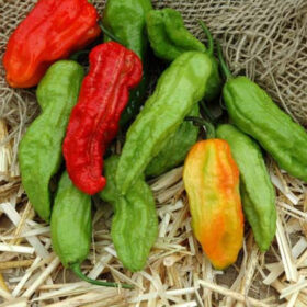 Pepper Ghost Pepper Multi-Colored Seed A20221604