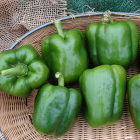 Pepper PS09941819 F1 Seed A20221923