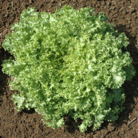 Shope Endive Dorana Seed A20221335