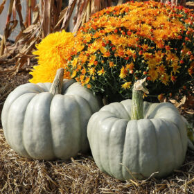 Pumpkin Blue Doll F1 Seed A20221673