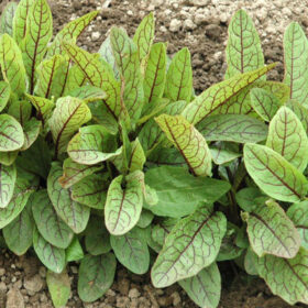 Sorrel Blood-Veined Seed A20221326