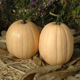 Pumpkin Tandy F1 Seed A20222016
