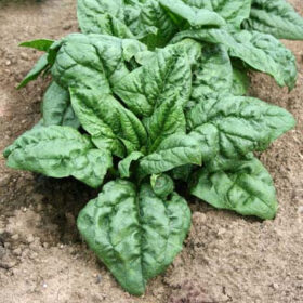 Spinach SV2157VB F1 Seed A20221712
