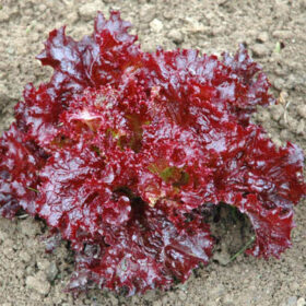 Lettuce Beleah Rose Seed A20221442