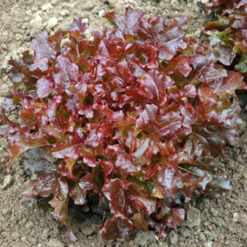 Lettuce Danyelle Seed A20221444