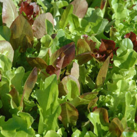 Lettuce Harris' Blend Seed A20221422