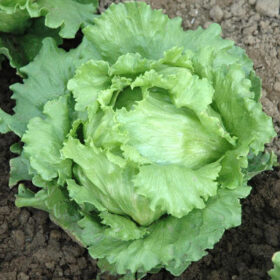 Lettuce Caretaker MTO Seed A20221410