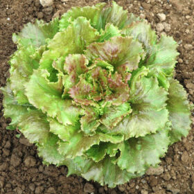Lettuce Sierra MTO Seed A20221437