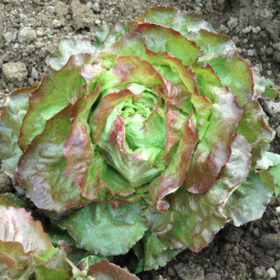 Lettuce Sangria MTO Seed A20221436