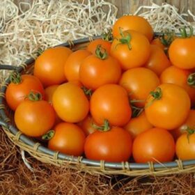 Tomato Bellini F1 Seed A20221775
