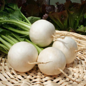 Turnip Polar F1 Seed A20221819