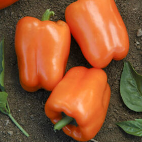 Pepper Orange Blaze F1 Seed A20221919