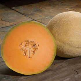 Melon Atlantis F1 Seed A20221457