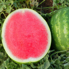 Watermelon Crunchy Red F1 Seed A20221846