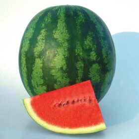 Watermelon Shiny Boy F1 Seed A20221834
