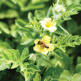 Watermelon Side Kick Seed A20221835