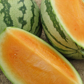 Watermelon Orange Crisp F1 Seed A20221831