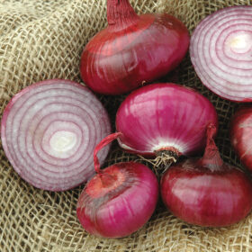 Onion Red Marble F1 Seed A20221537