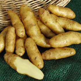 Potato Fingerling Russian Banana A20221626