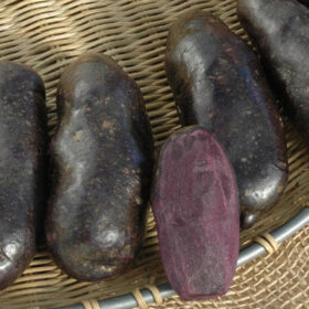 Potato Fingerling Magic Molly A20221624