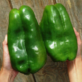 Pepper Gordo F1 Seed A20221608