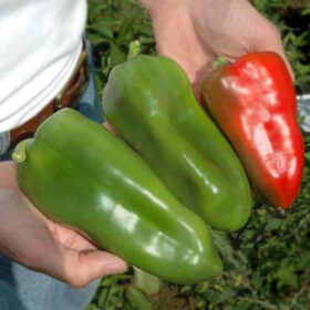 Pepper Cortes F1 Seed A20221592