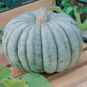 Pumpkin Jarrahdale Seed A20221960
