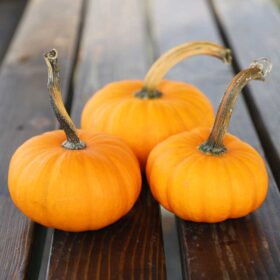 Pumpkin Bumpkin F1 Seed A20221674