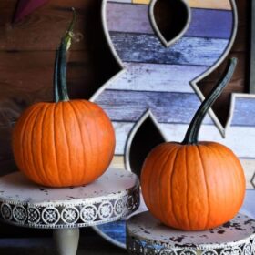 Pumpkin Field Trip F1 Seed A20221658