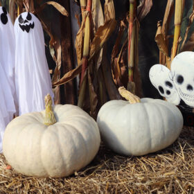 Pumpkin Silver Moon F1 Seed A20222010