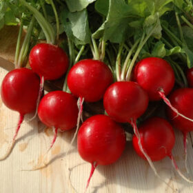 Radish Red Satin F1 Seed A20221696