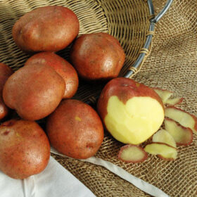 Potato Red Gold A20221629