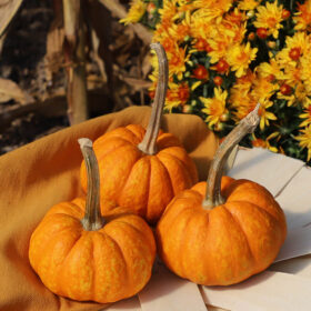 Pumpkin Crunchkin F1 Seed A20221653