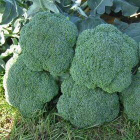 Broccoli Luna F1 Seed A20221062