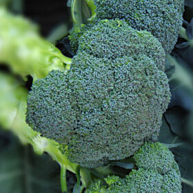 Broccoli Asteroid F1 Seed A20221055