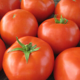 Tomato Mountain Merit F1 Seed A20222075