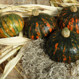 Squash Speckled Pup F1 Seed A20222068