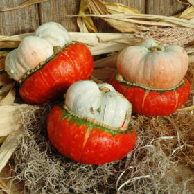 Gourd Mini Red Turban Seed A20221286
