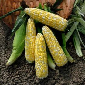 Sweet Corn XTH20173 F1 Seed A20221903